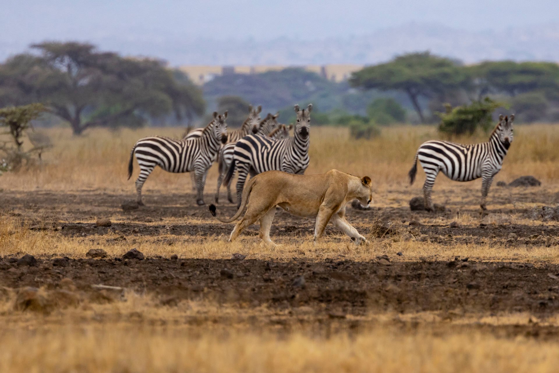 F 7.1, 1/800, ISO 1000 | Sammy Njoroge