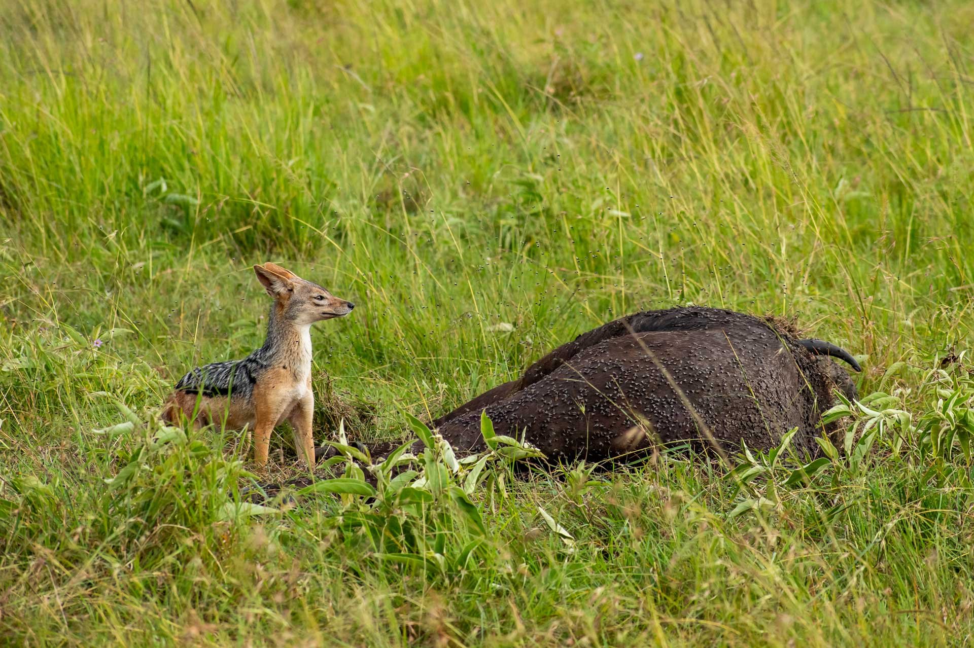 F 8, 1/1000, ISO 200 | Jeremy Macharia 