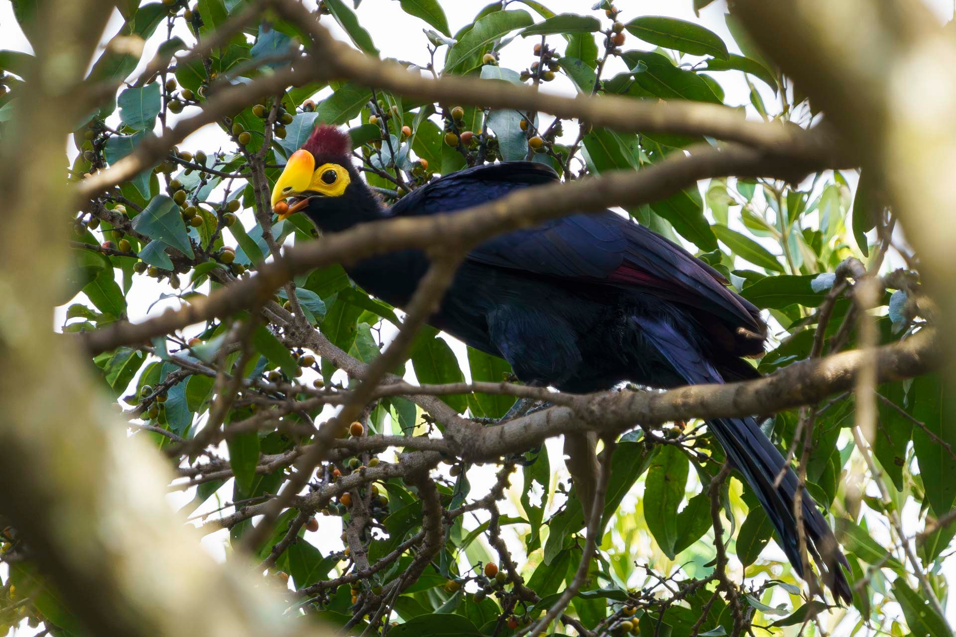 Ross's Turaco continuing the cycle