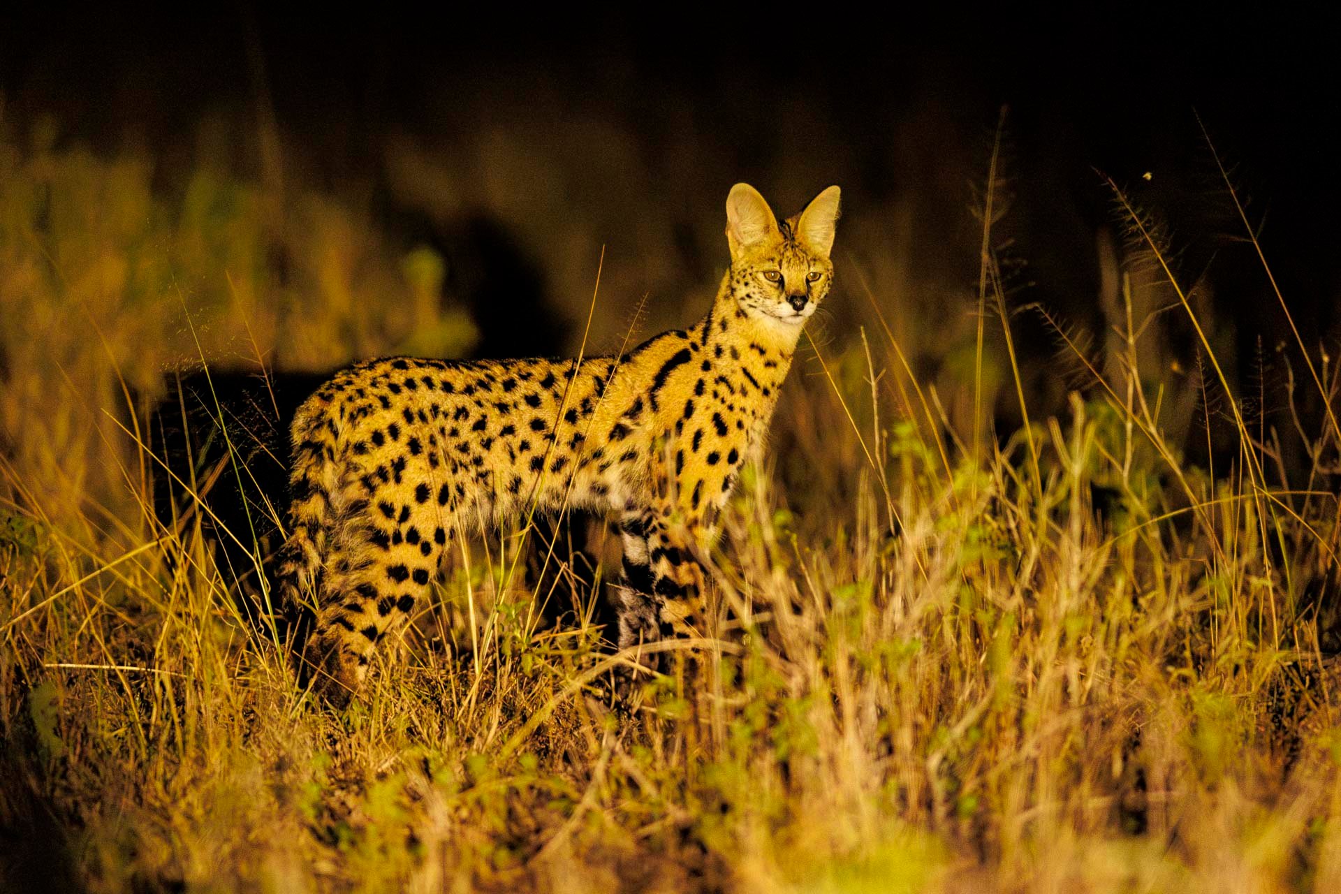 Servals to...