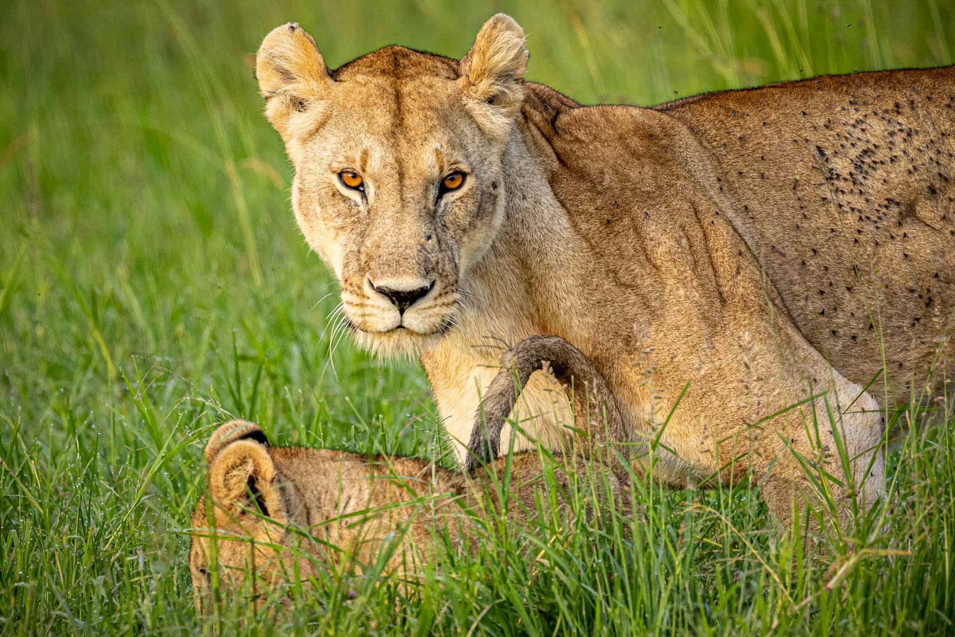 The iconic Angama lioness stare 