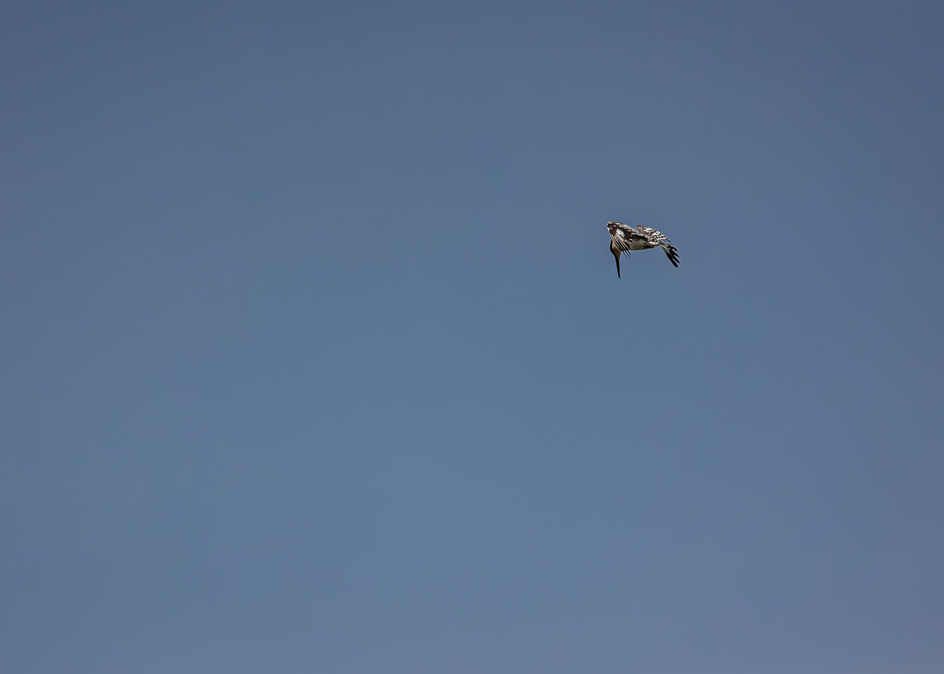 F7.1, 1/4000, ISO250 | Rio Marvin 