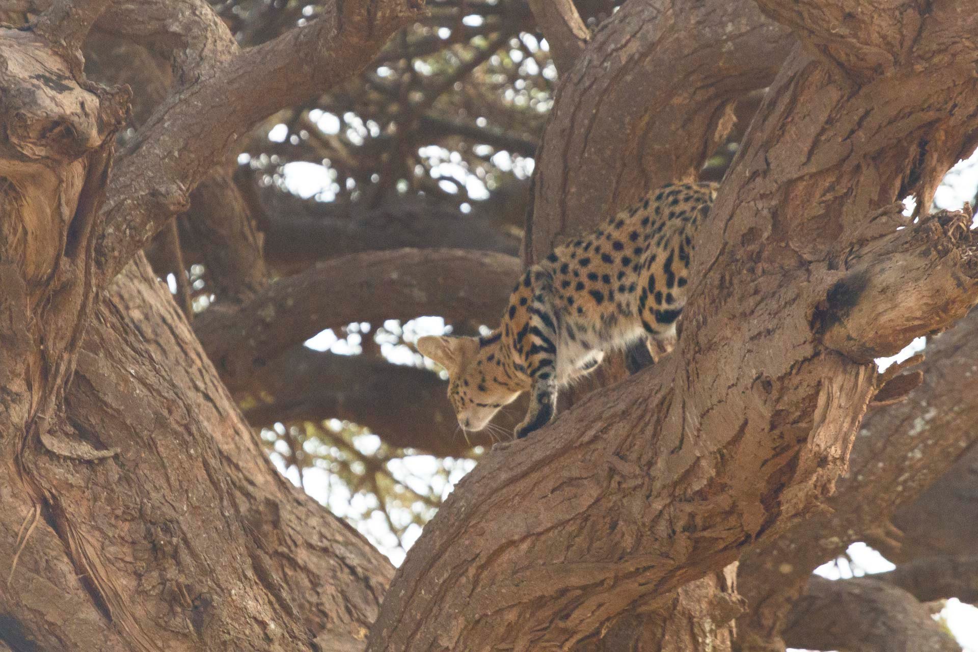 F8.0, 1/800, ISO2500 | Guide Johnson Salash 
