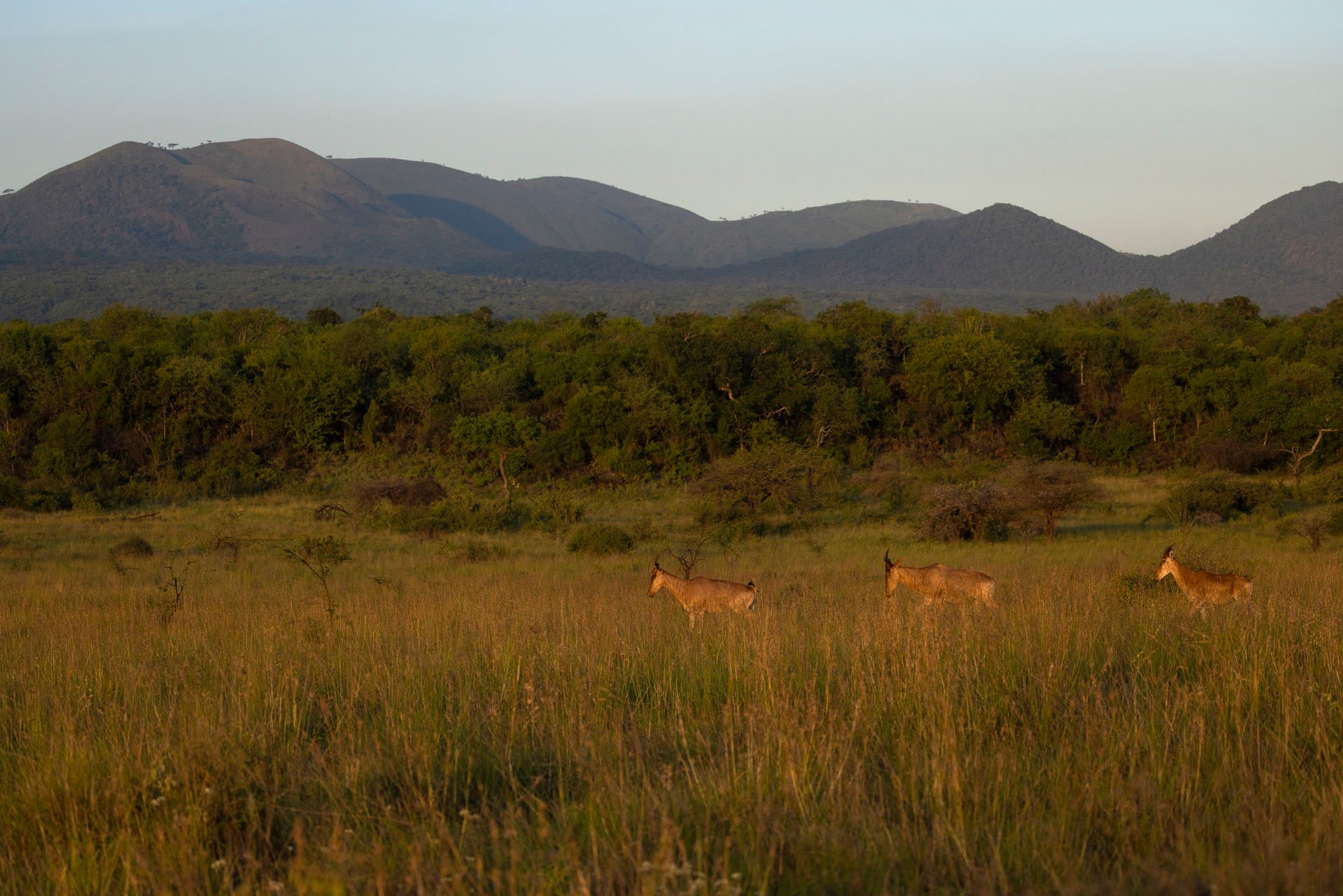 Hartebeest win marathons, not sprints. Built for endurance over speed