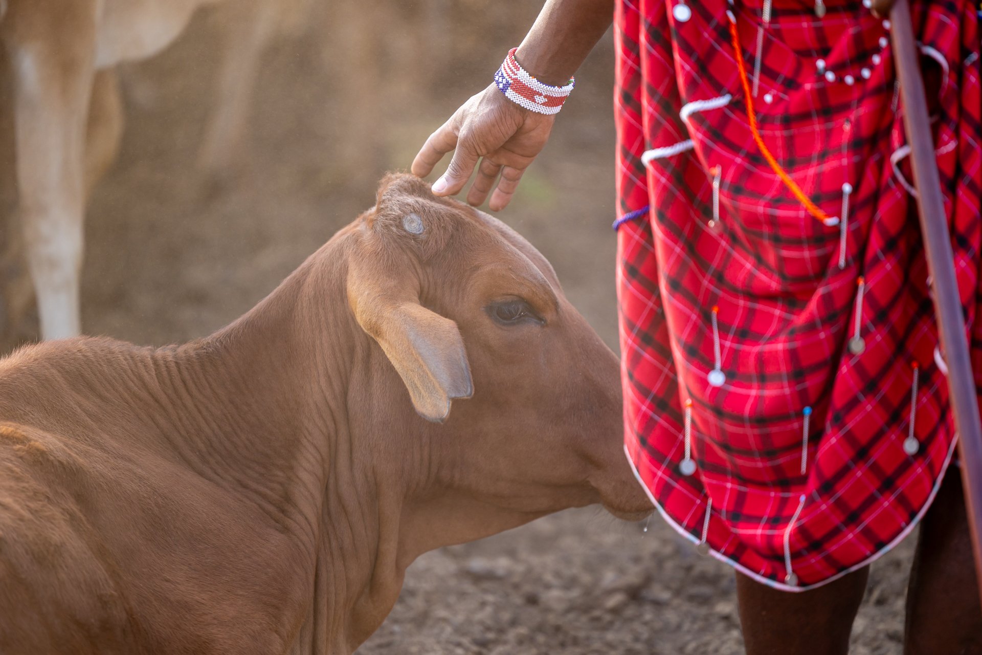 The young boys often grow in age alongside some of their animals