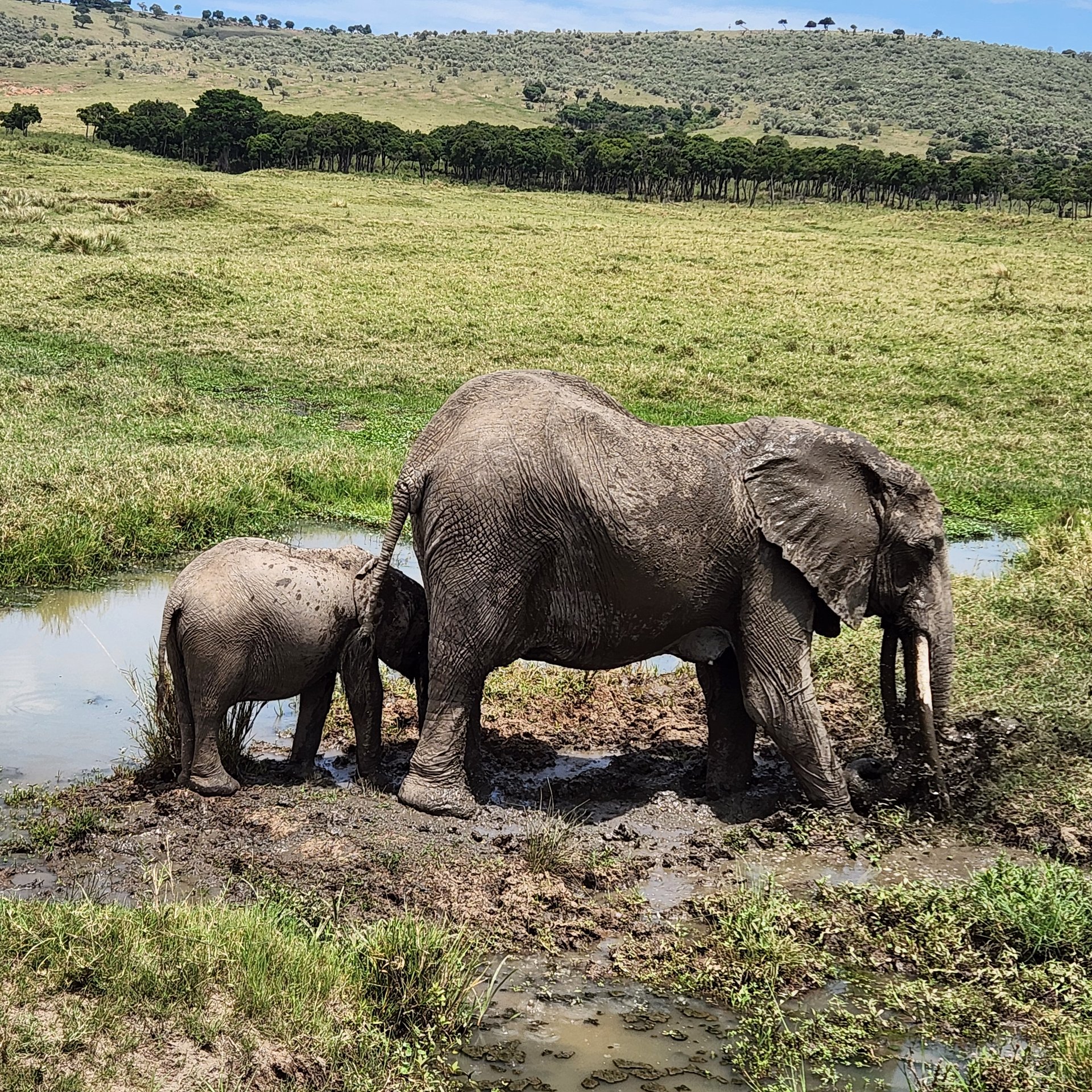 ... and elephants mud bathing