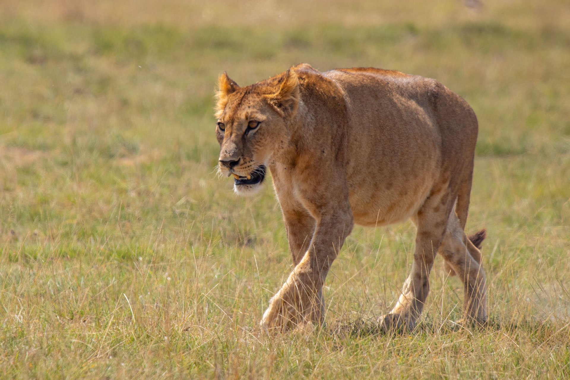 F7.1, 1/640, ISO200 | Guide Johnson Salash 