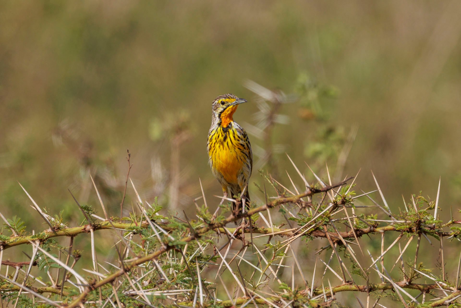 F 8, 1/1250, ISO 160 | Robert Sayialel 