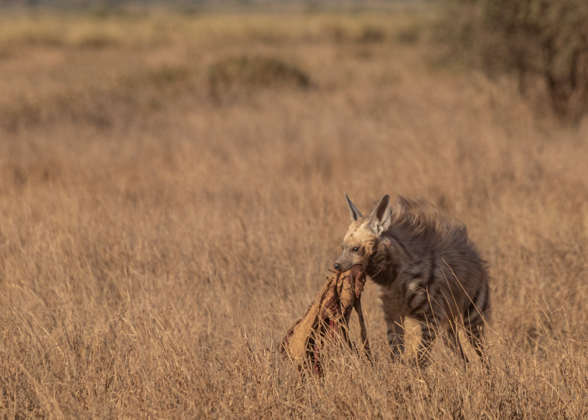 F8.0, 1/500, ISO200 | Guide Johnson Salash 