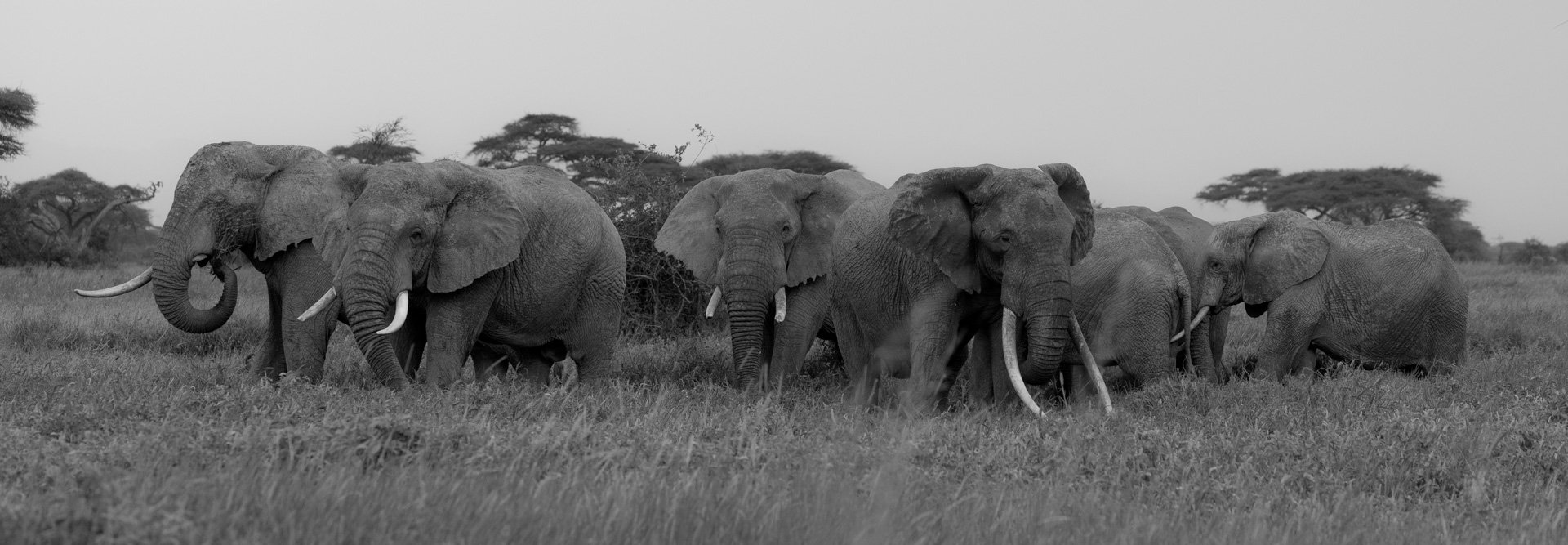 F 6.3, 1/1000, ISO 1600 | Sammy Njoroge