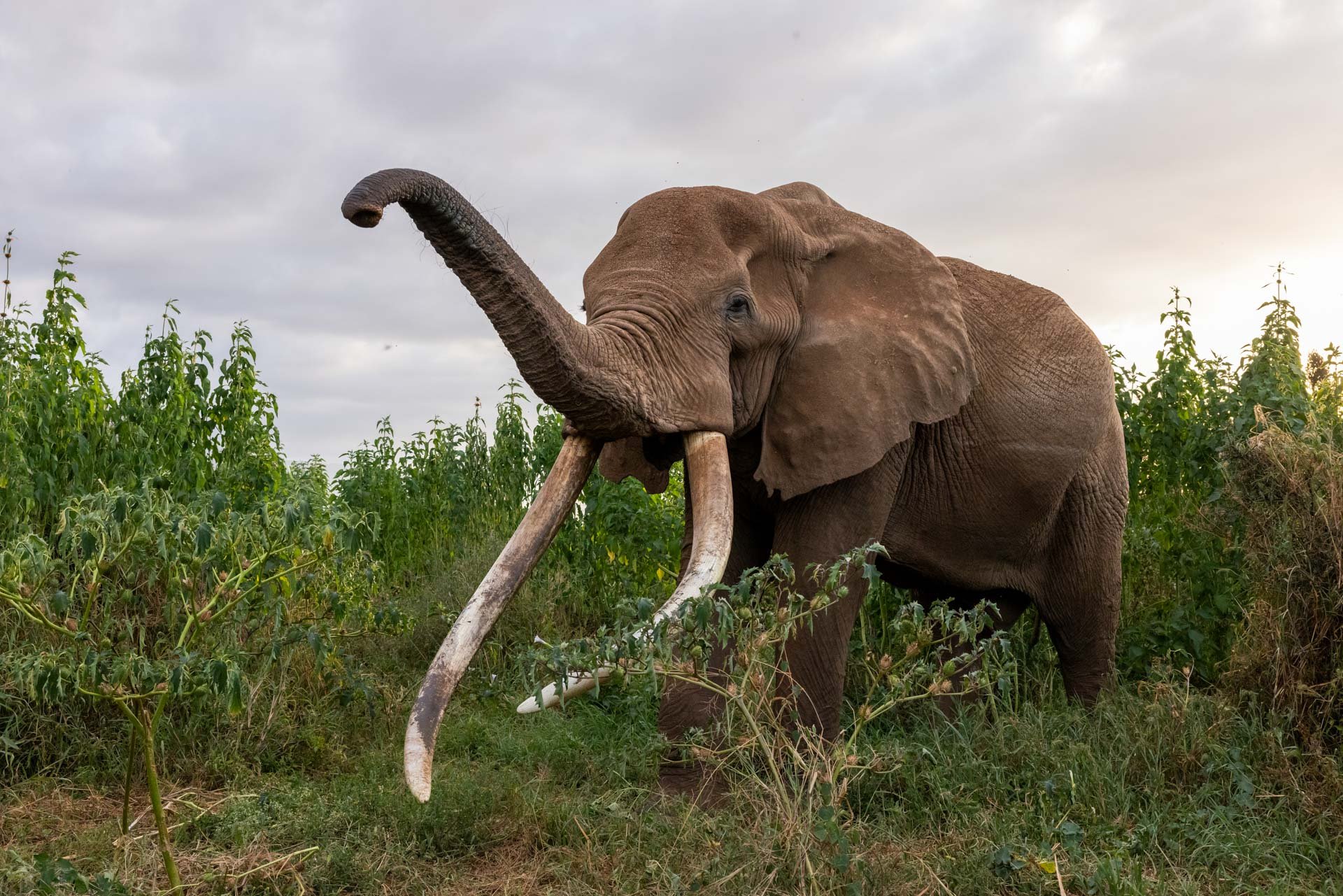 An elephant is considered a Super Tusker when at least one of its tusks weighs more than 45kg
