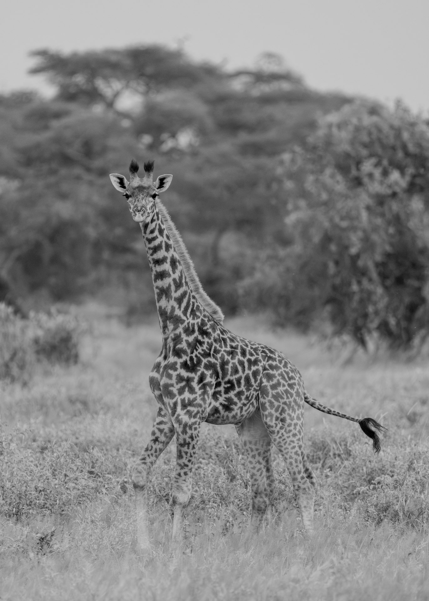 F 7.1, 1/1000, ISO 2500 | Sammy Njoroge