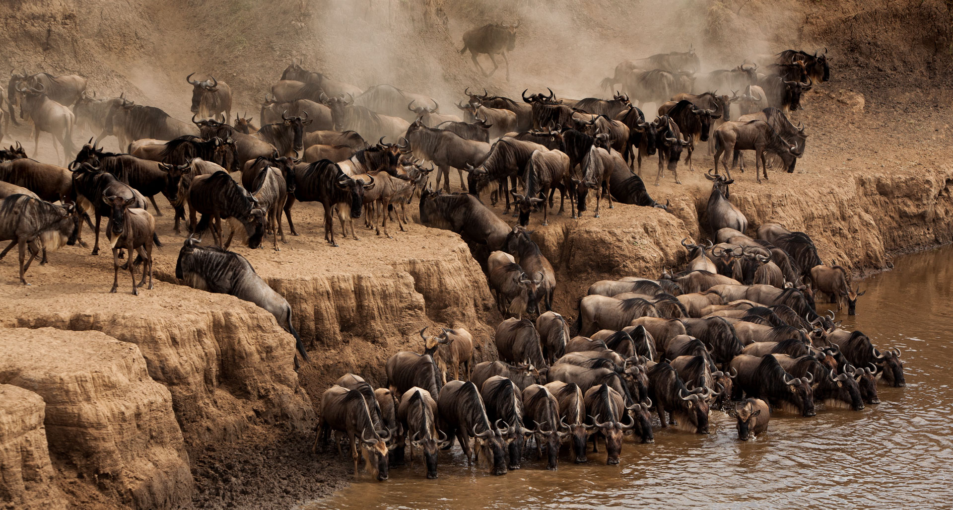 Thousands of wildebeest line the river, but when will they cross? 