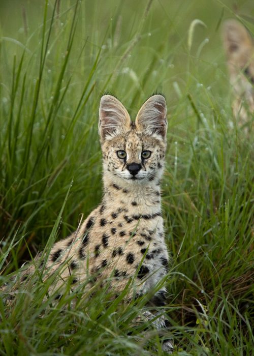 The long green grass is the perfect home for serval
