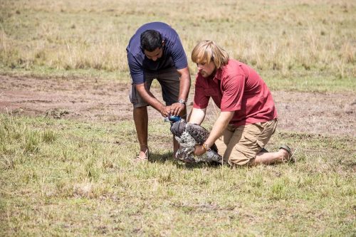 A Martial eagle ready for flight