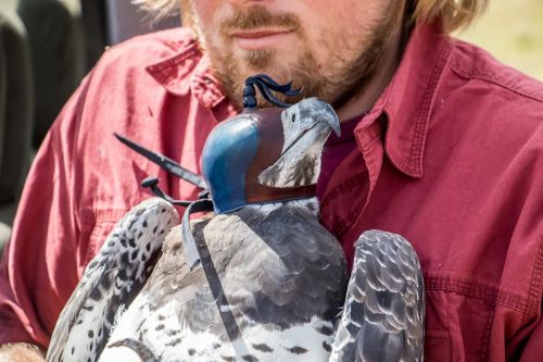 A blinkered Martial eagle