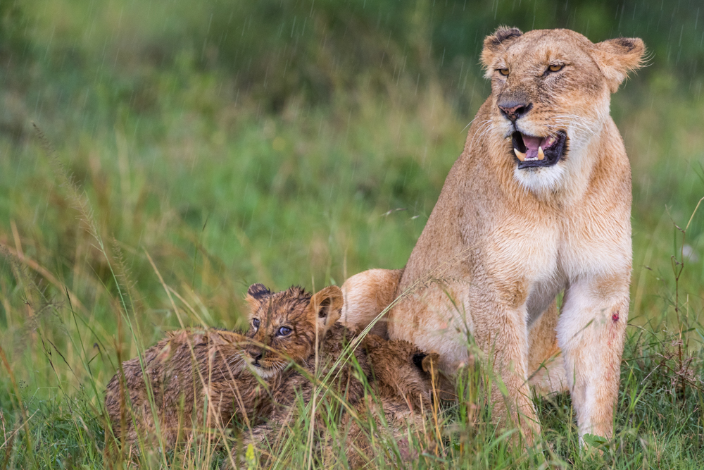 Lioness and her cubs in the rain