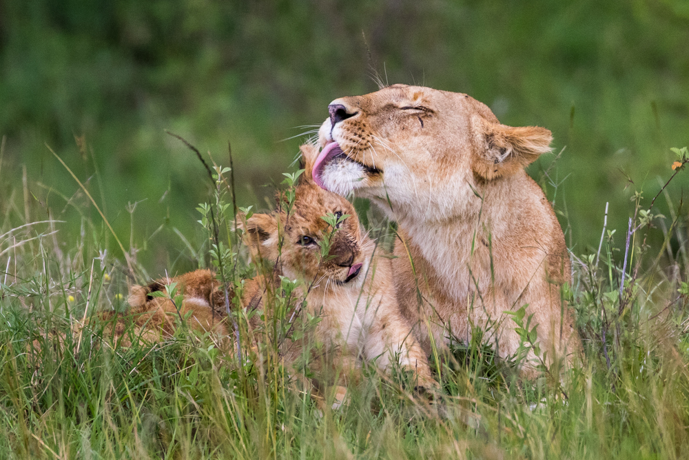 There is no love like a mother's love