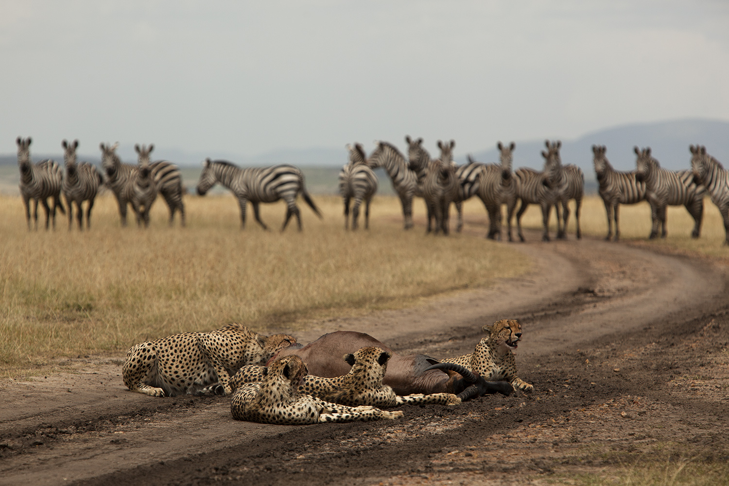 Cheetah muskateers and zebra