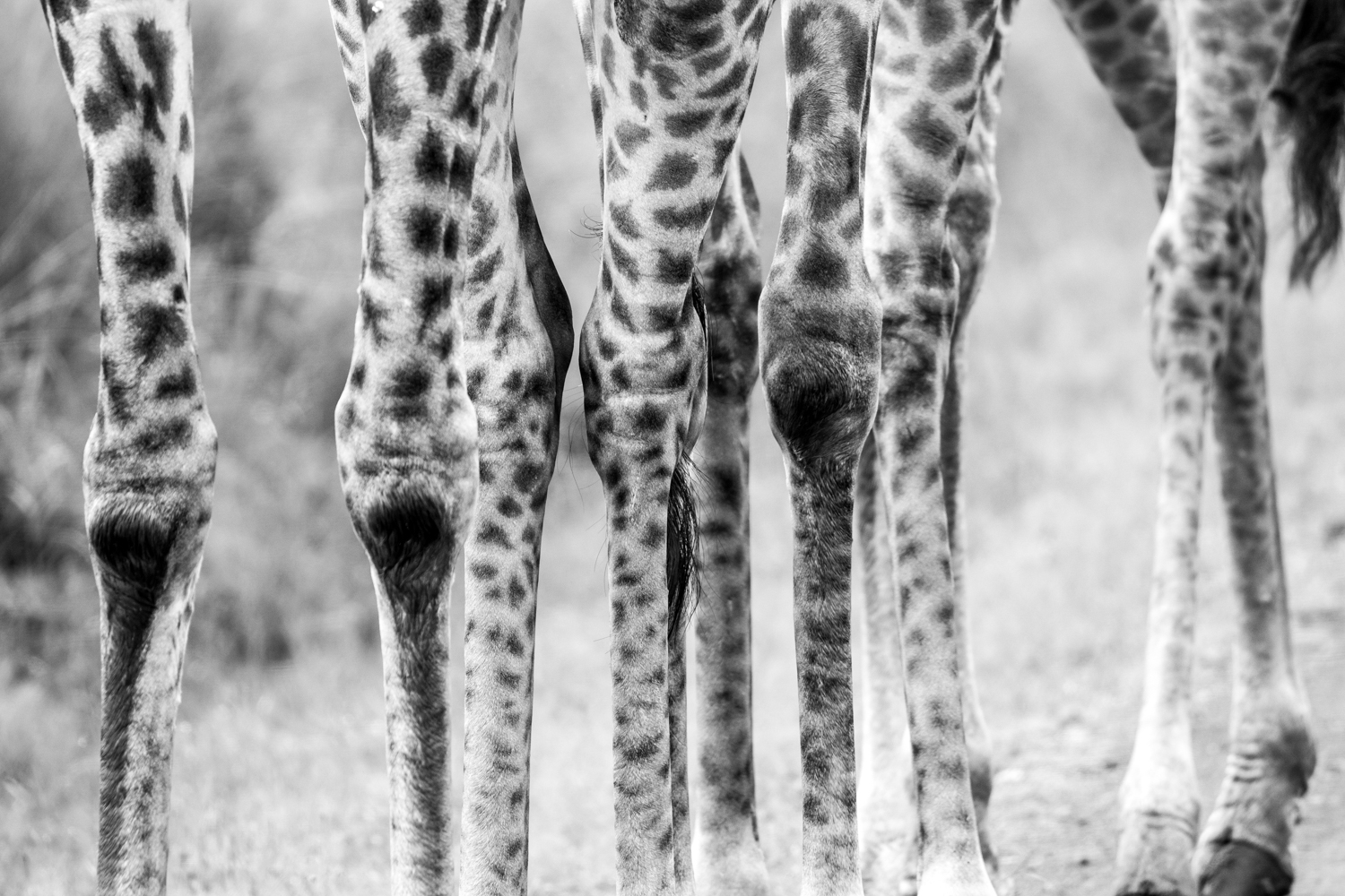 Giraffe Knees