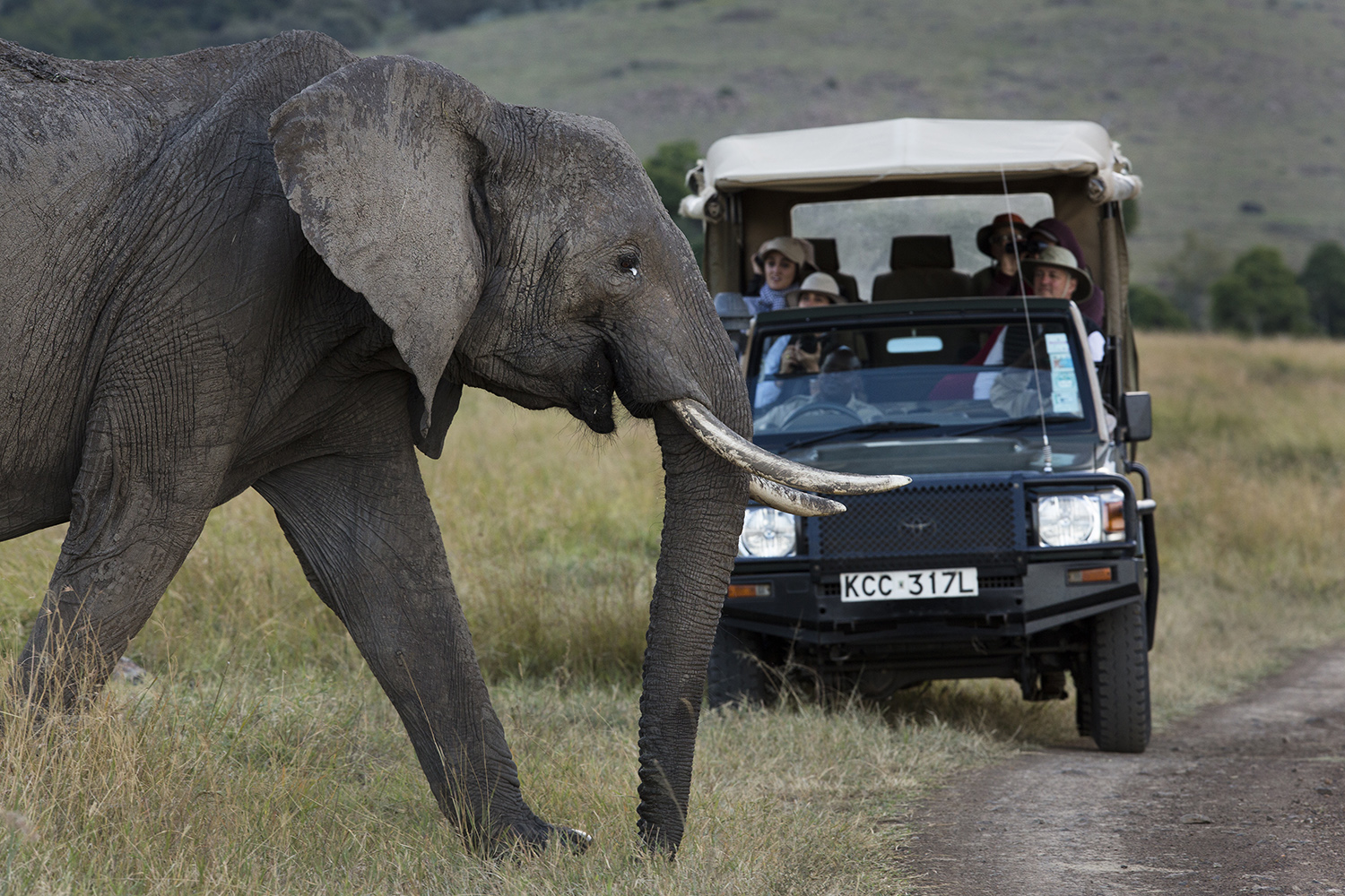 Elephant and safari car in the Mara