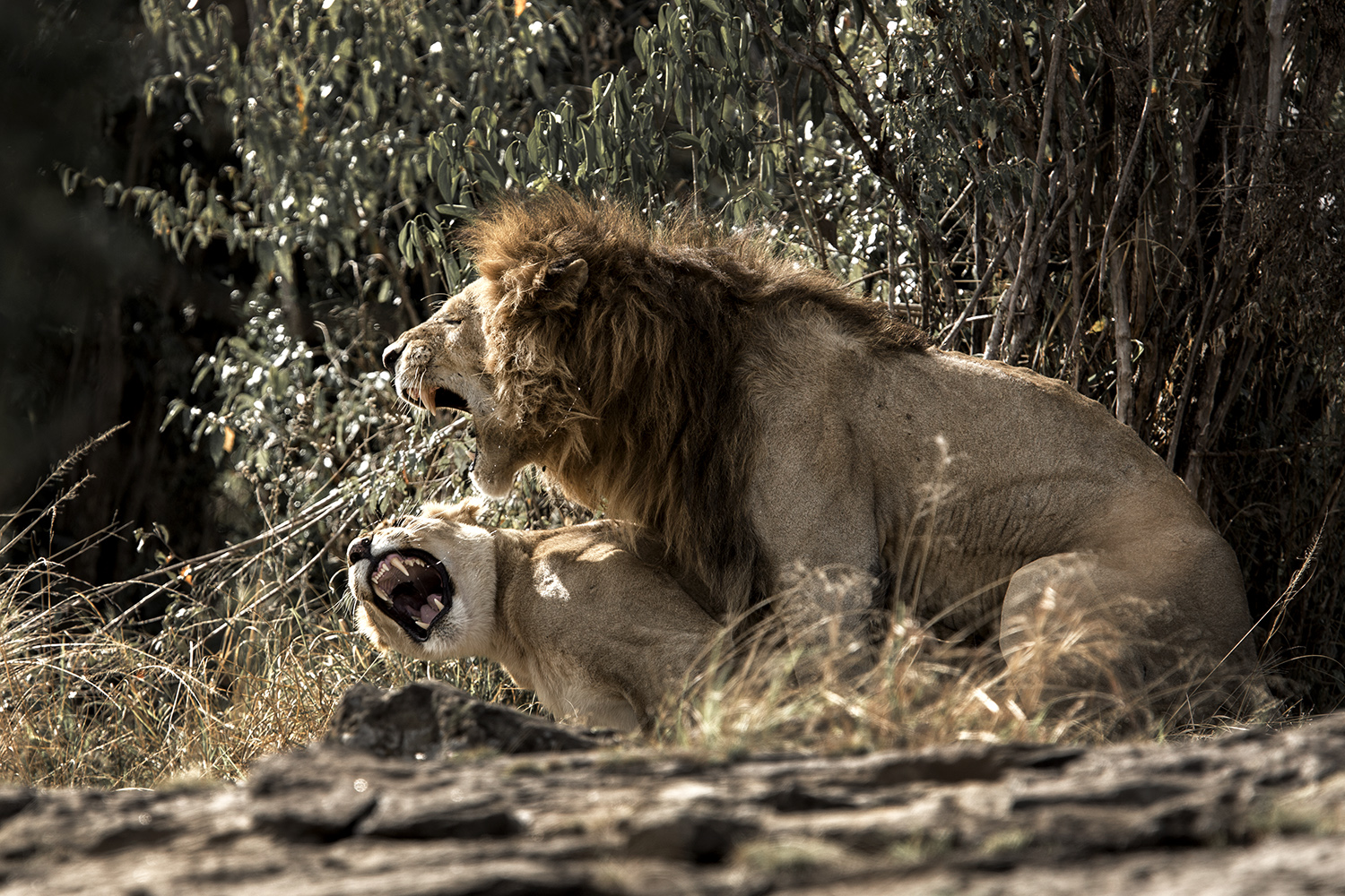 Lions mating Maasai mara kenya