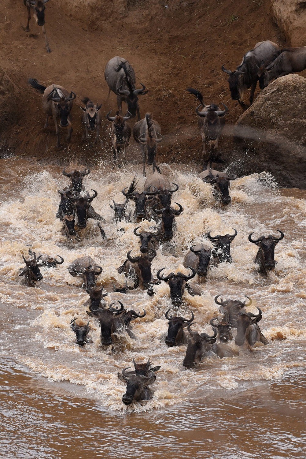 Wildebeest crossing during the great migration in the Maasai Mara