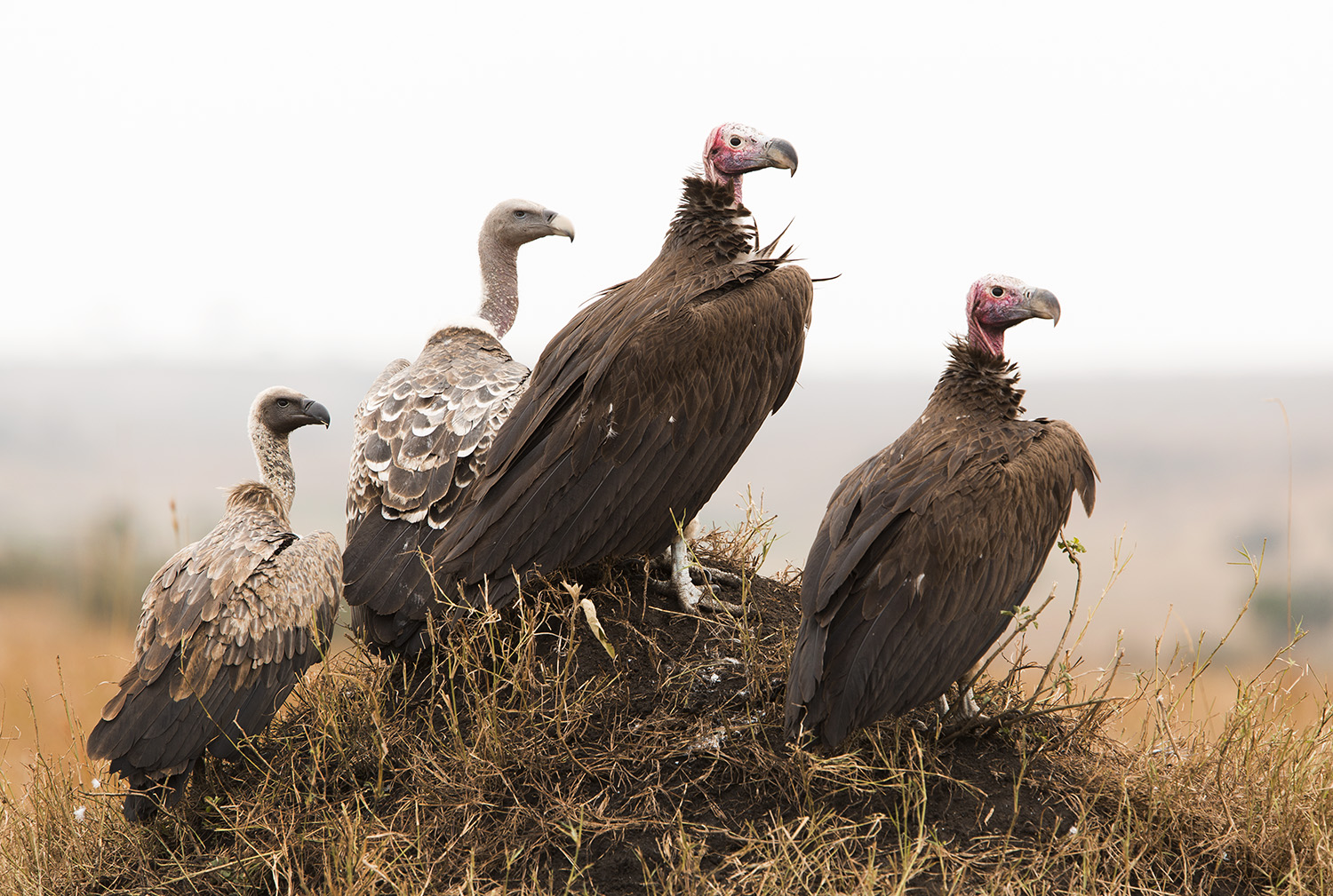 Vultures on a mound