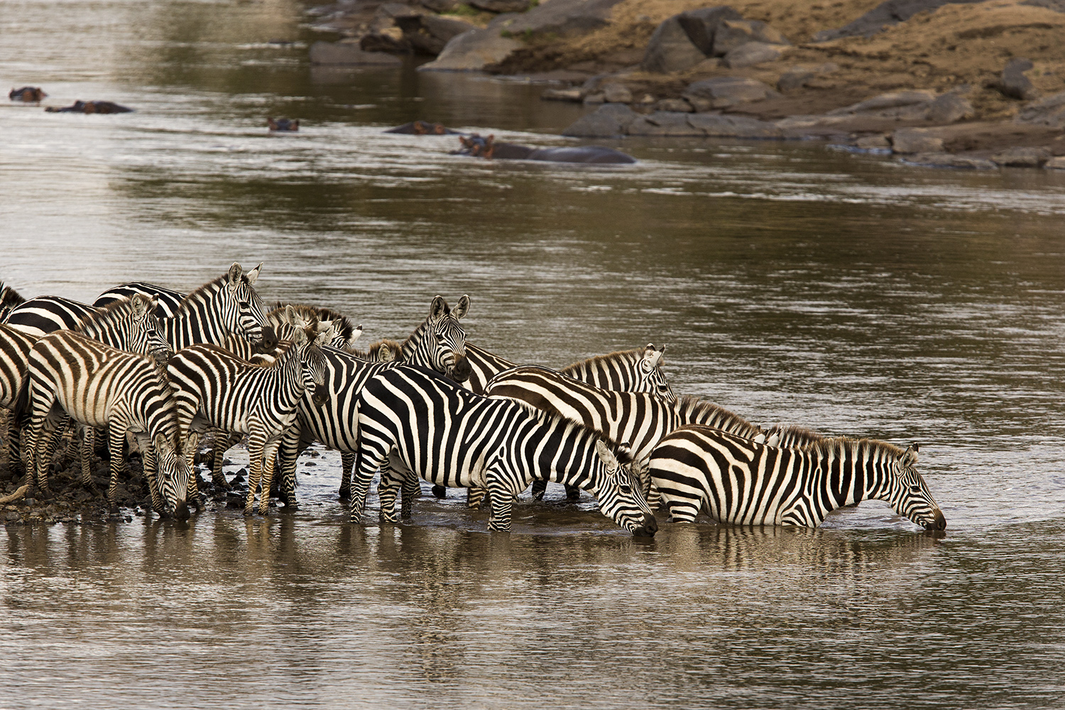 Zebra herd drink