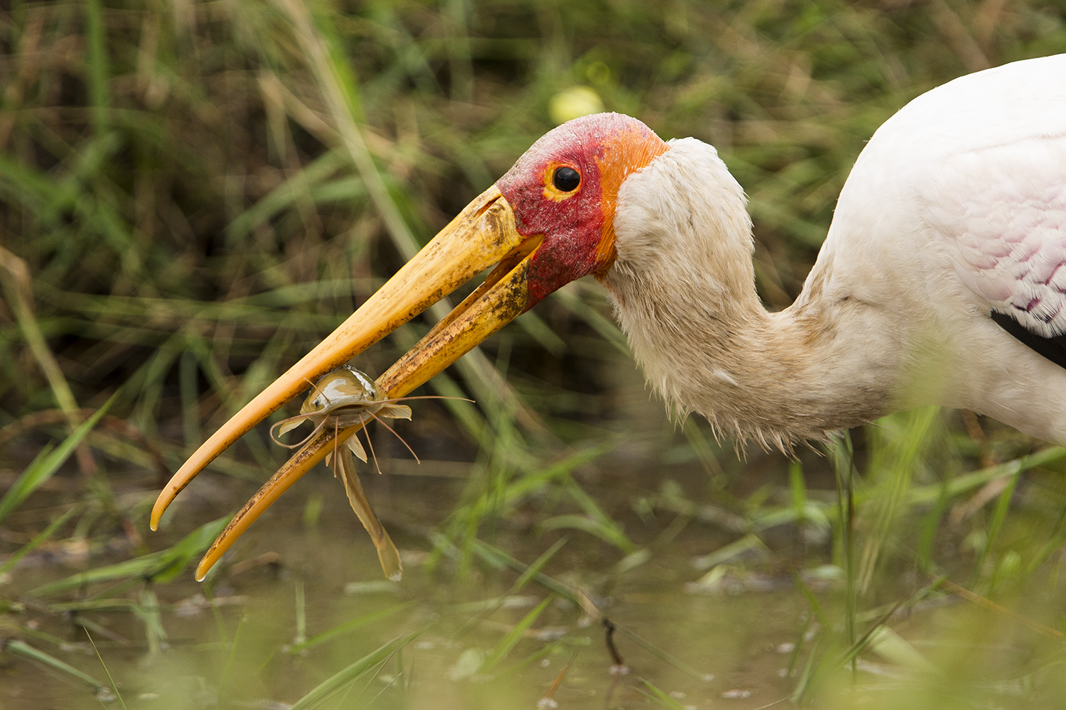 Yellow billed stork and fish front