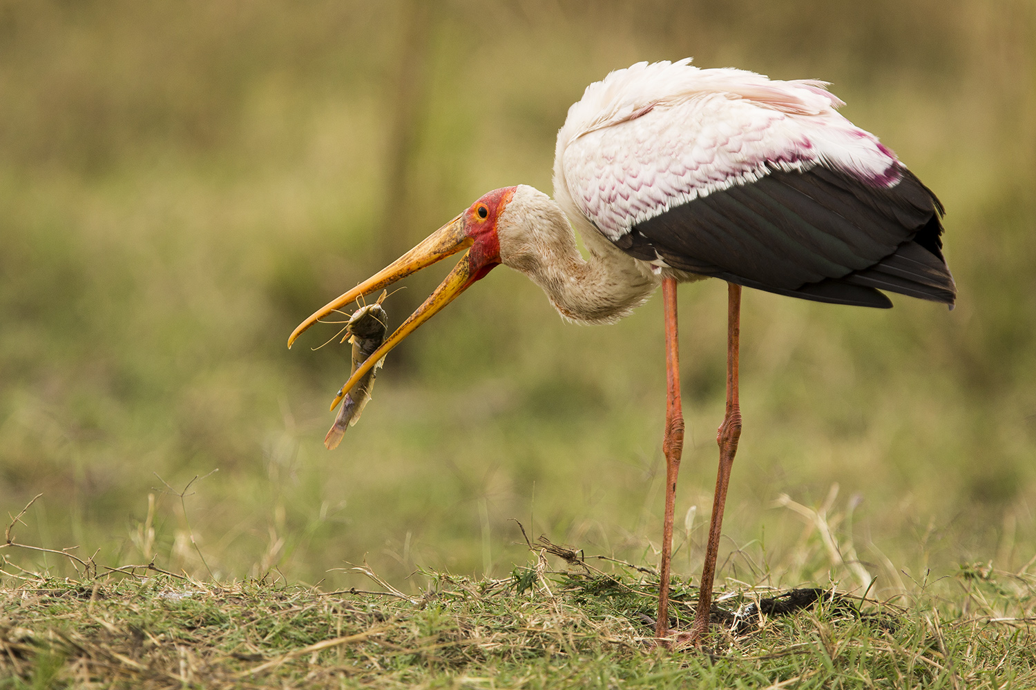 Yellow billed stork and fish