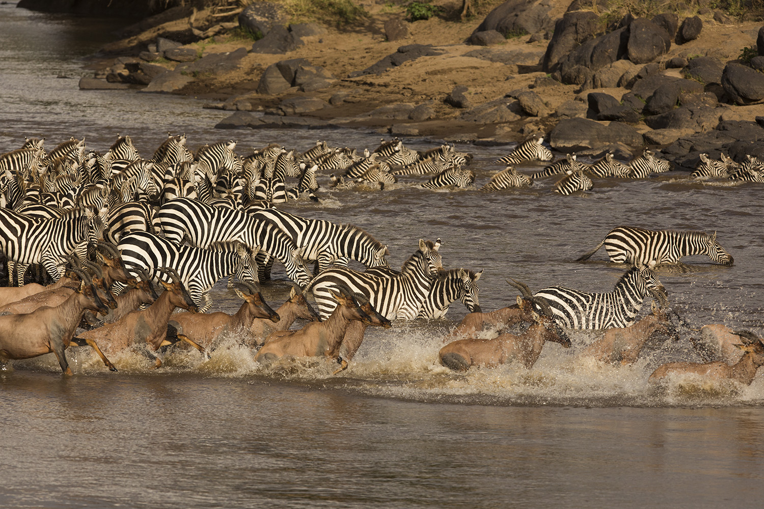 Zebra and topi