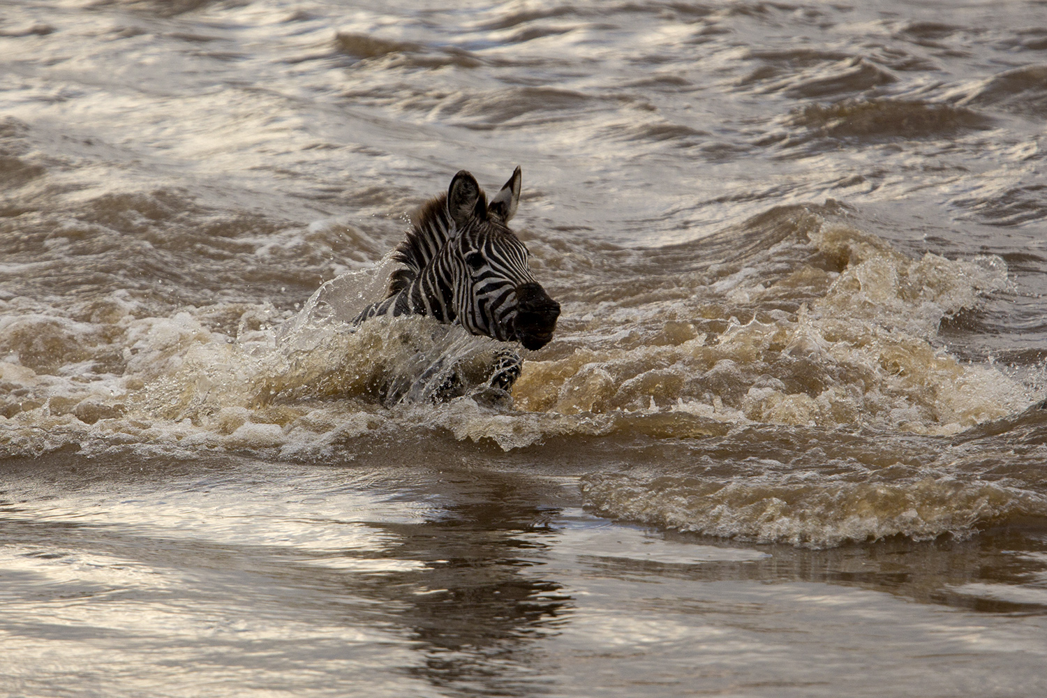 Zebra foal swim