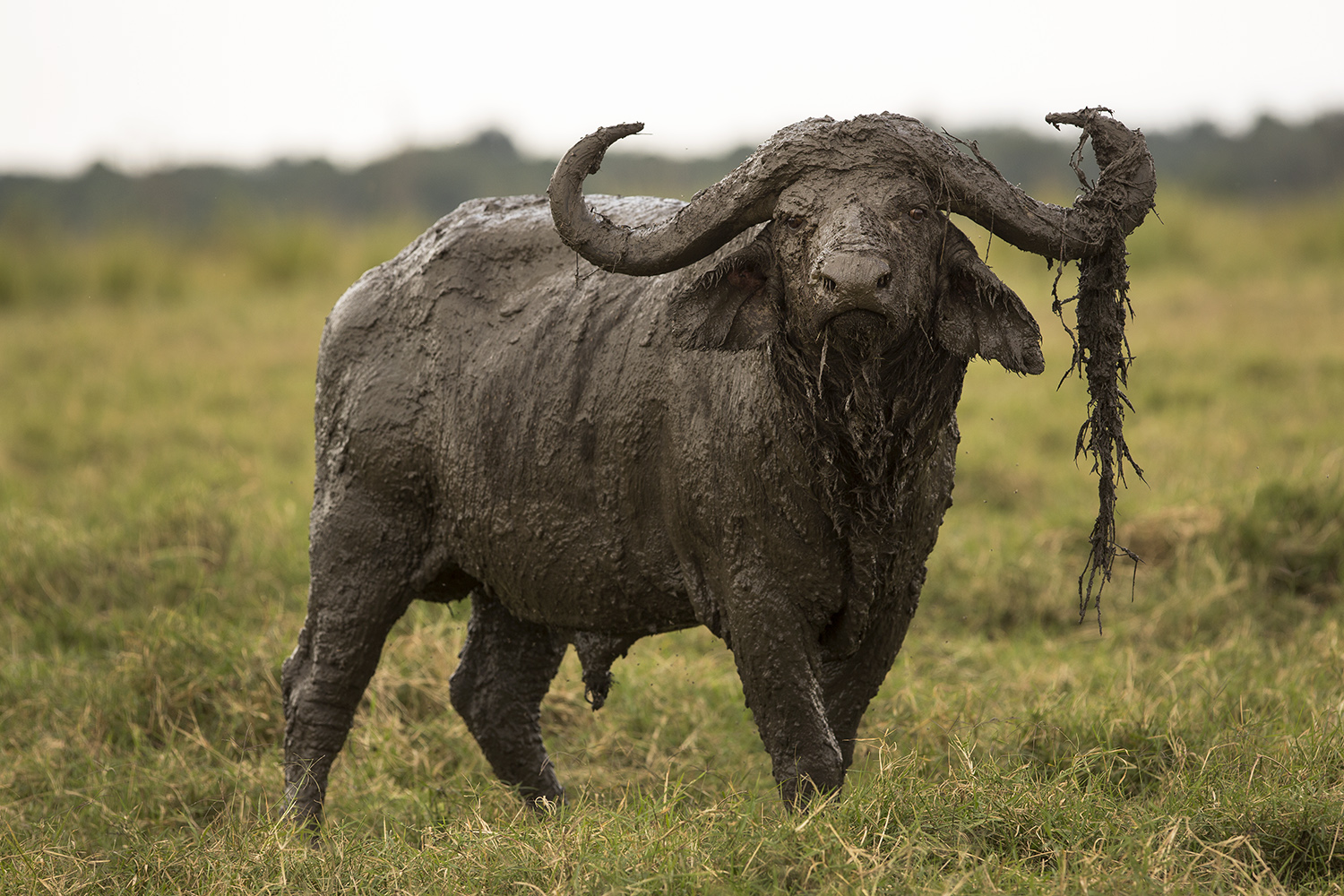 Buffalo with mud