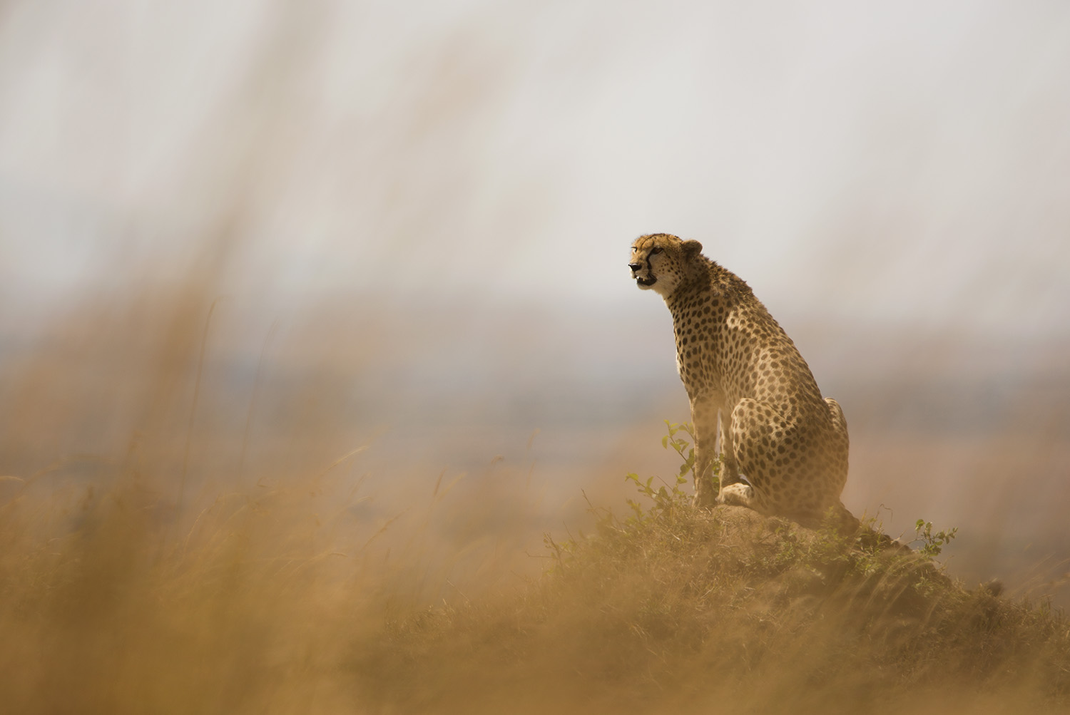 Cheetah and grass