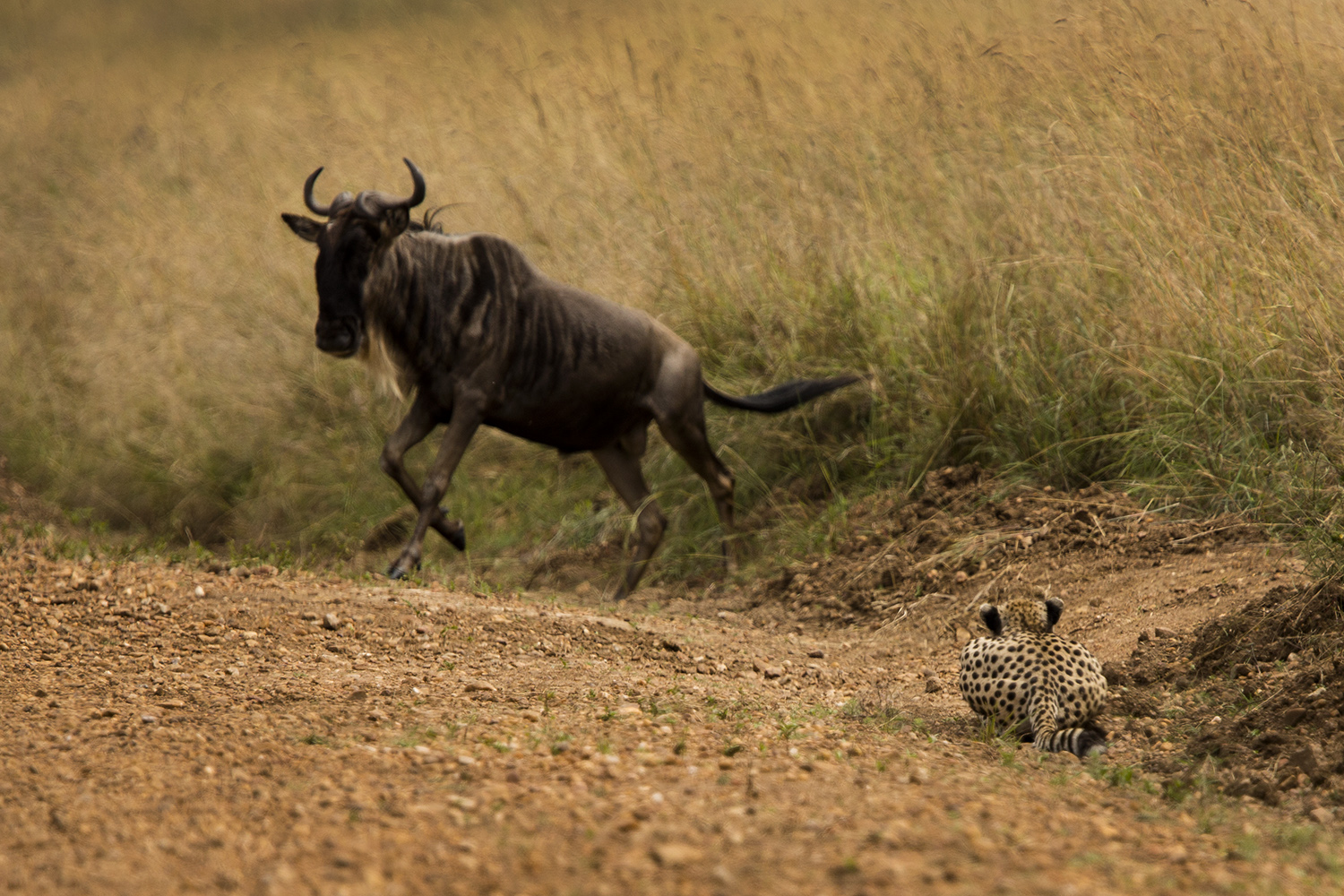 Cheetah and wildebeest