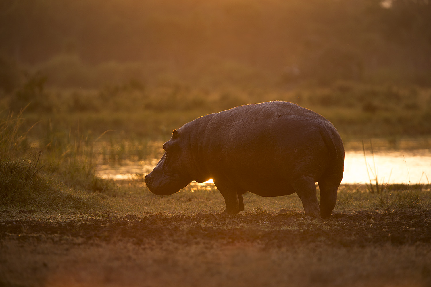 Hippo into sun
