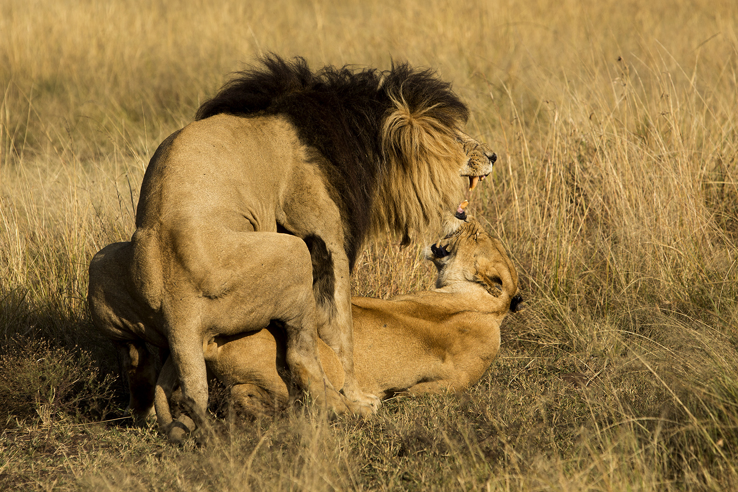 Scar mating side on