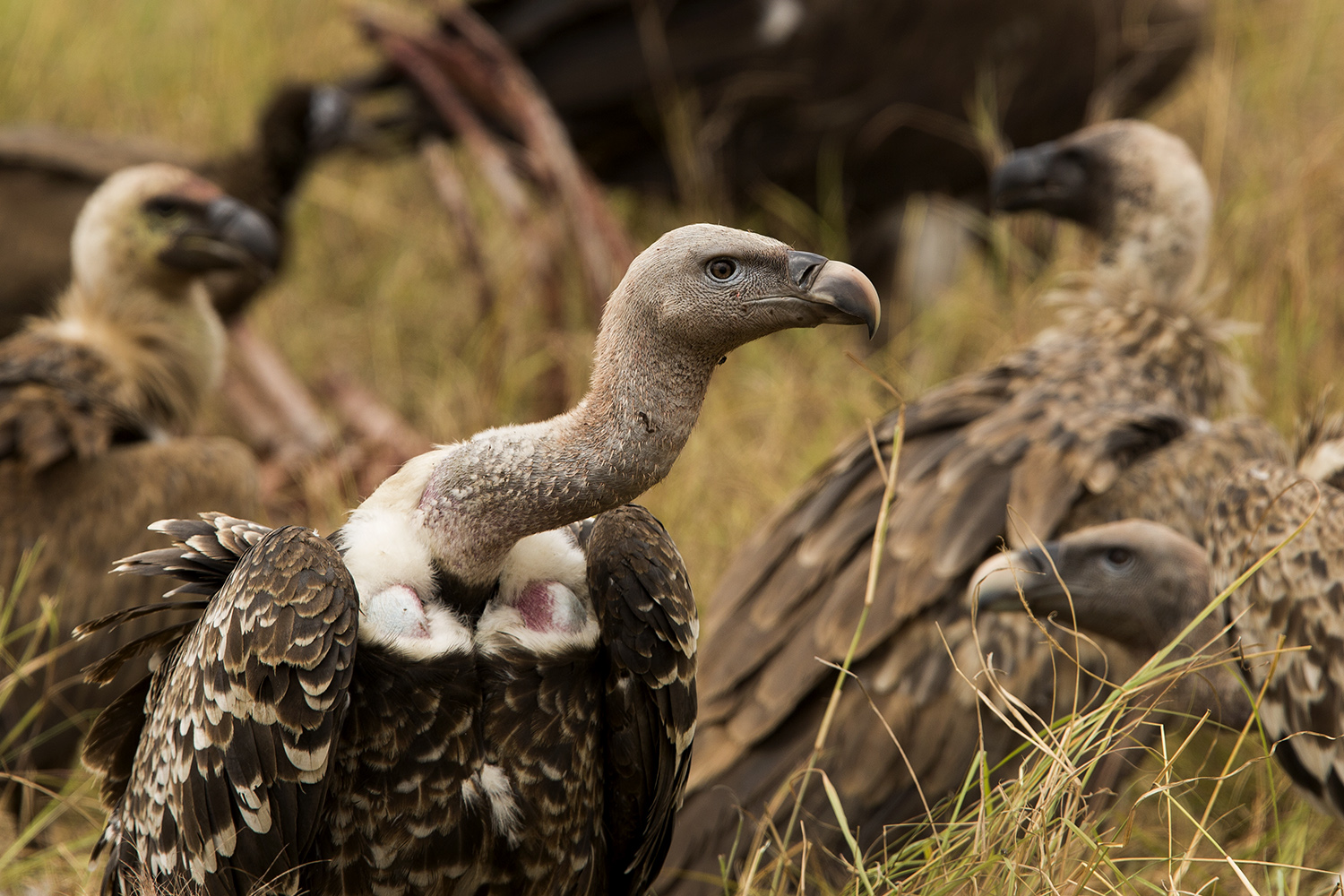 Vulture face close