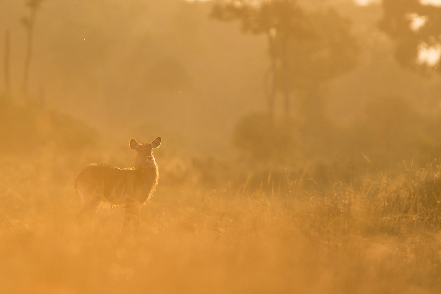 Waterbuck baby into light