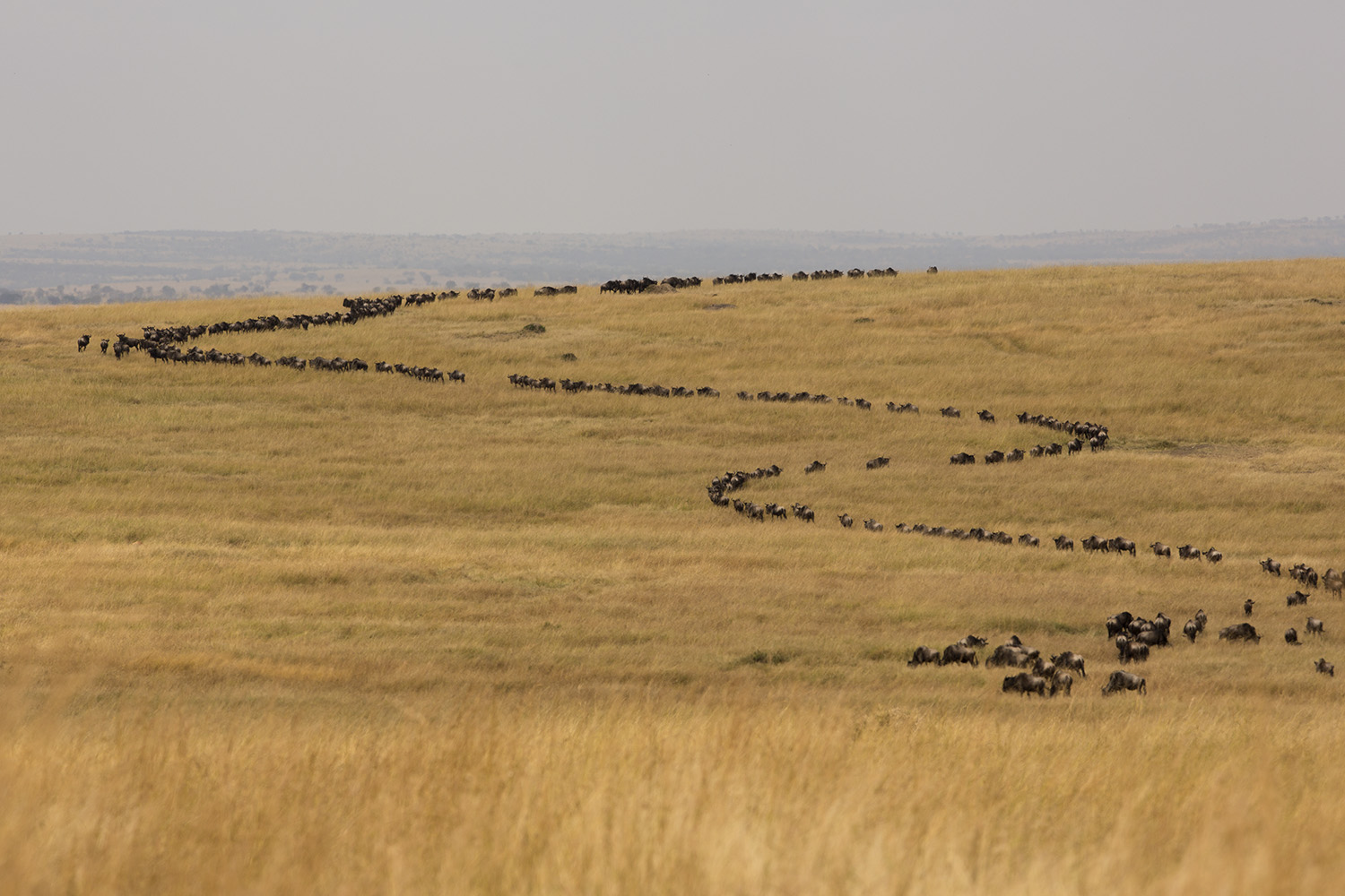 Wildebeest curve