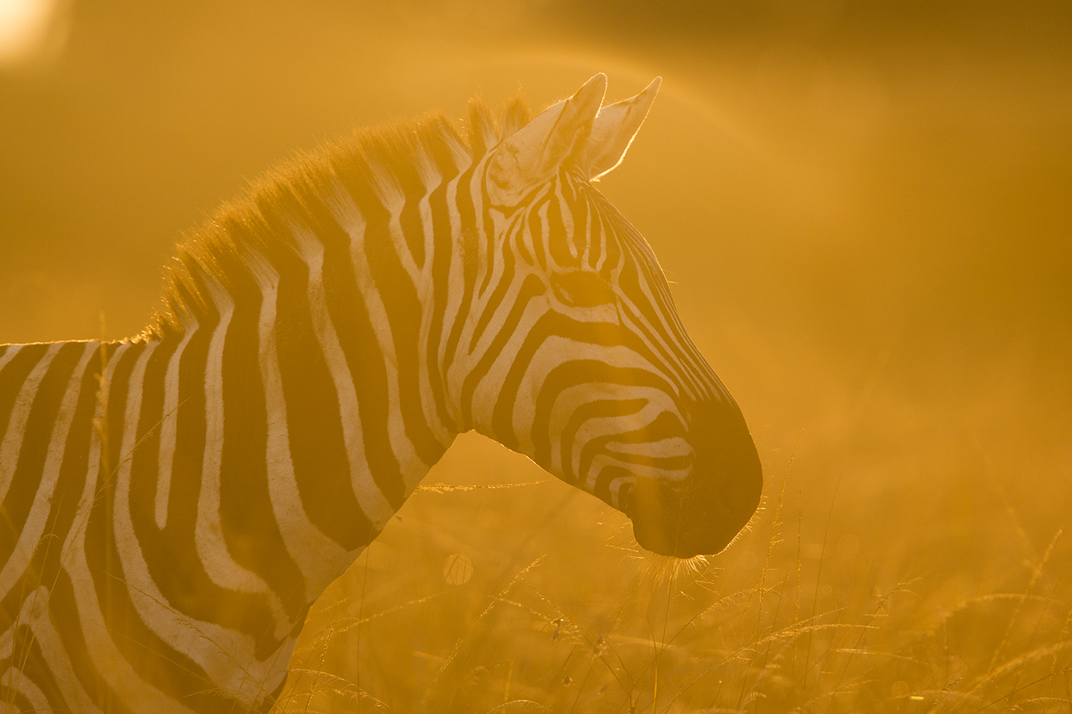 Zebra face side on into light