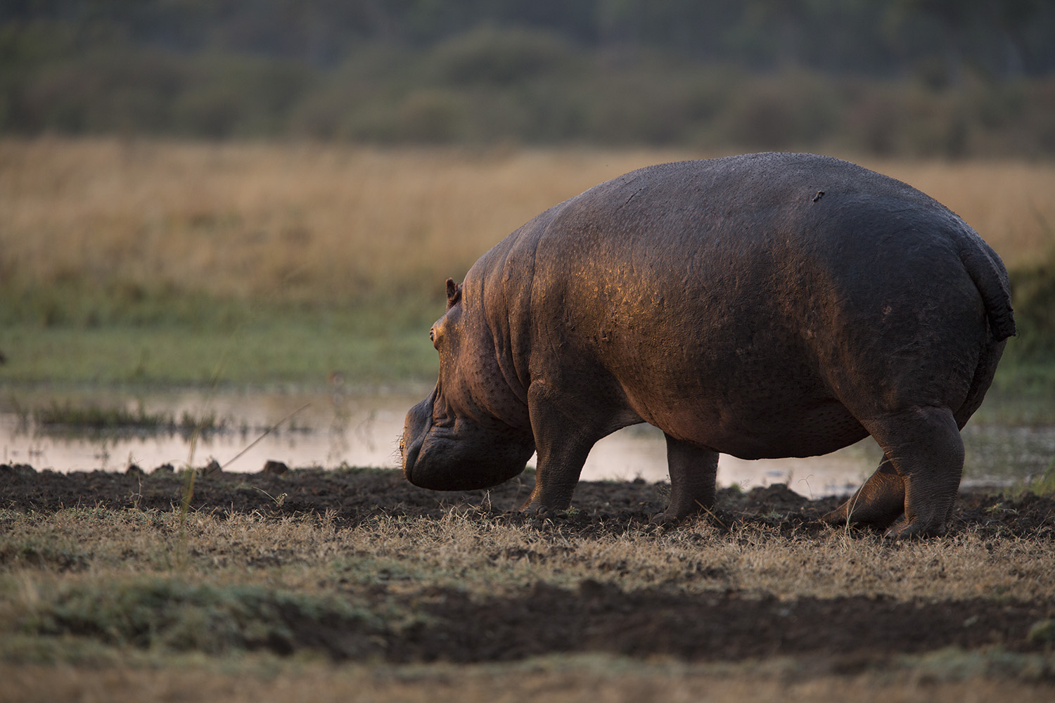 hippo not great