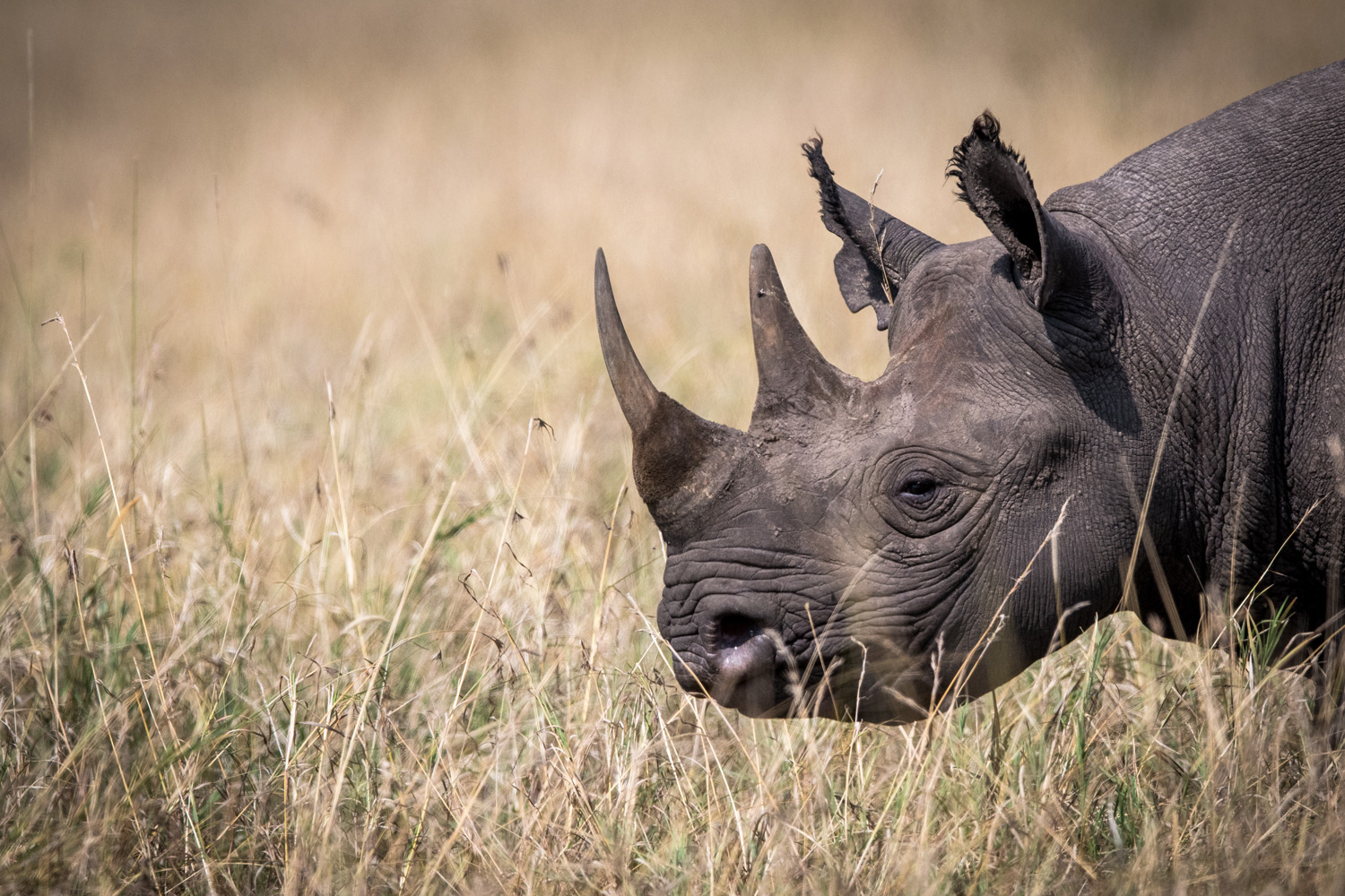Black Rhino Maasai Mara
