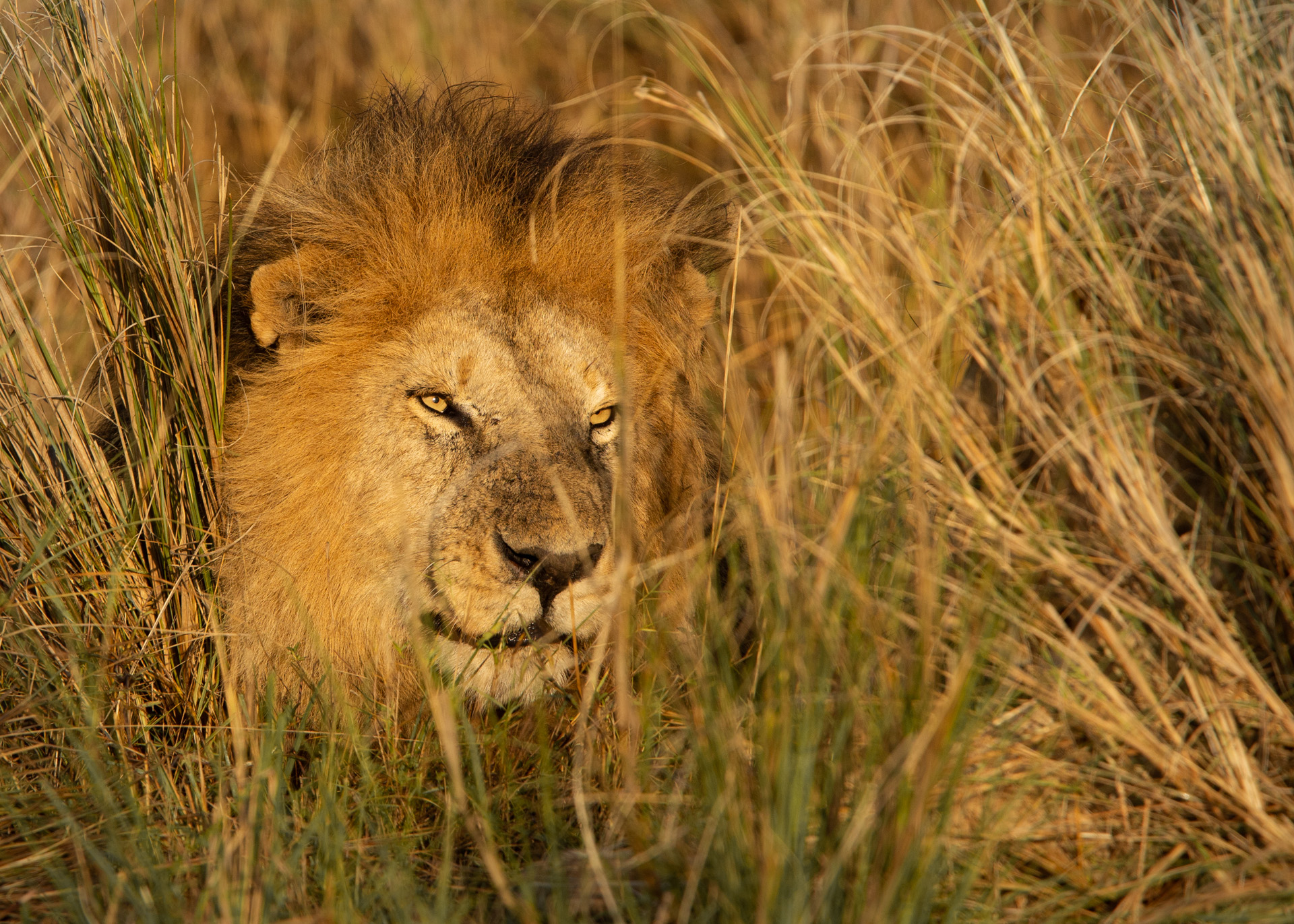 Male lion in sunlight