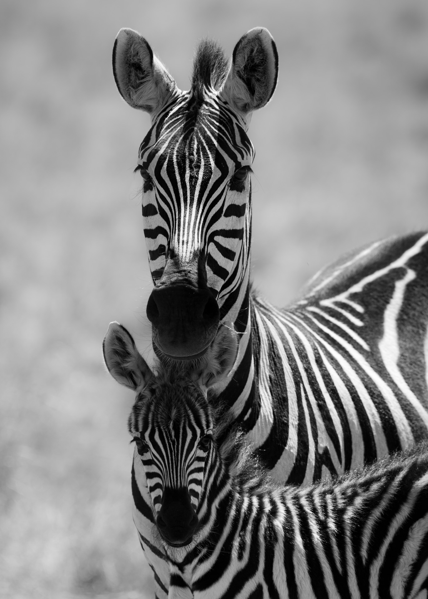 Zebra black and white