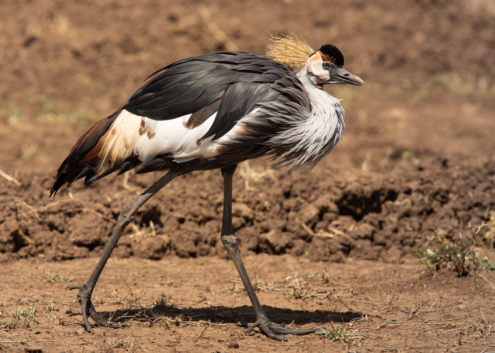 Grey Crowned Crane