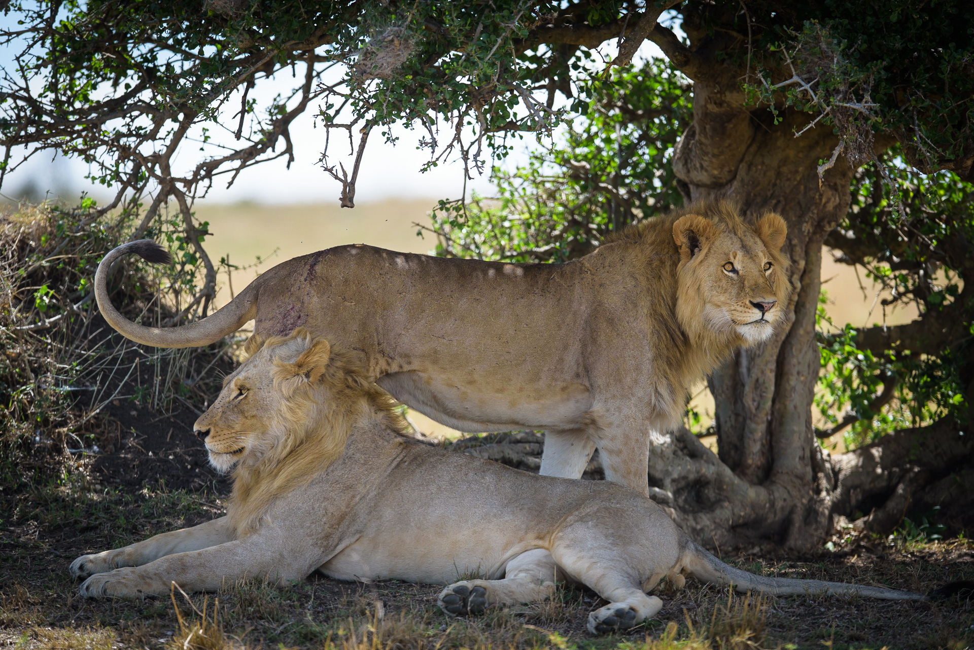 Male lions lazing