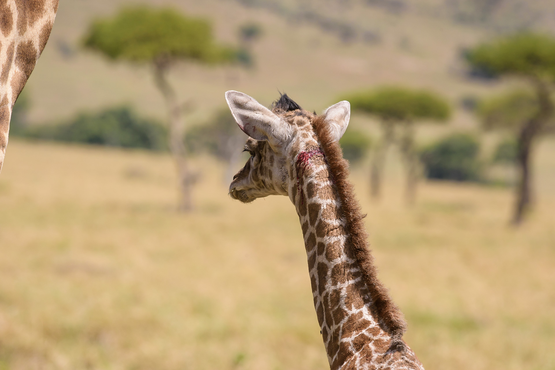Baby Giraffe back of head