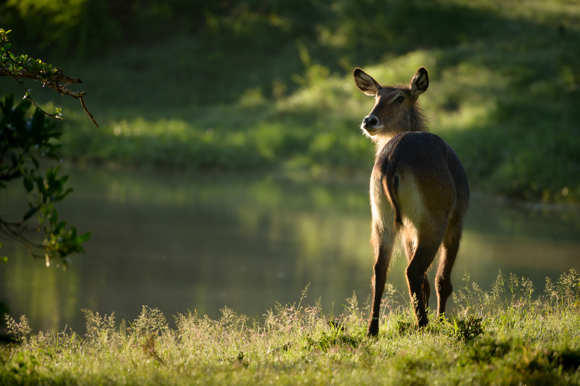 Waterbuck